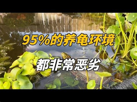 烏龜生蛋風水